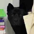 member face