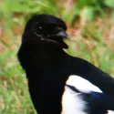 member face