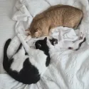 member face