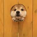 member face