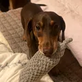member face