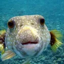 member face