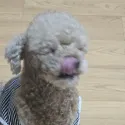 member face
