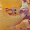 member face