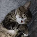 member face