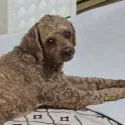 member face