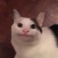 member face