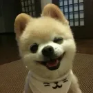 member face