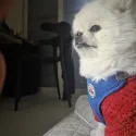 member face