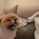 member face