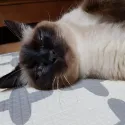 member face