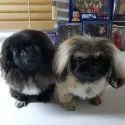 member face