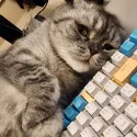 member face