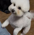 member face