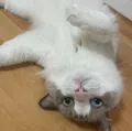 member face