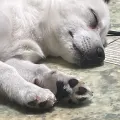 member face