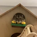 member face