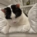 member face