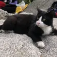 member face