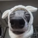 member face