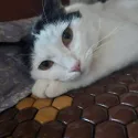 member face