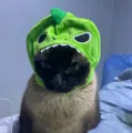 member face