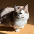 member face