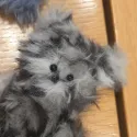 member face