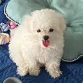 member face