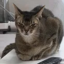 member face