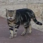 member face