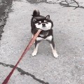member face