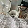 member face