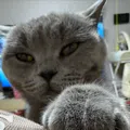 member face