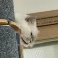 member face