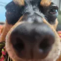 member face
