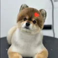 member face