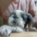 member face