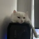 member face