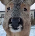 member face