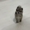 member face