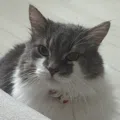 member face