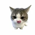member face