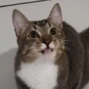 member face