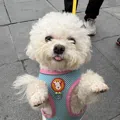 member face