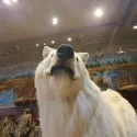 member face
