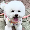 member face