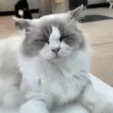 member face