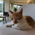 member face