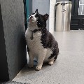 member face